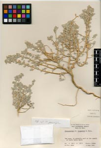 Herbarium Sheet of 